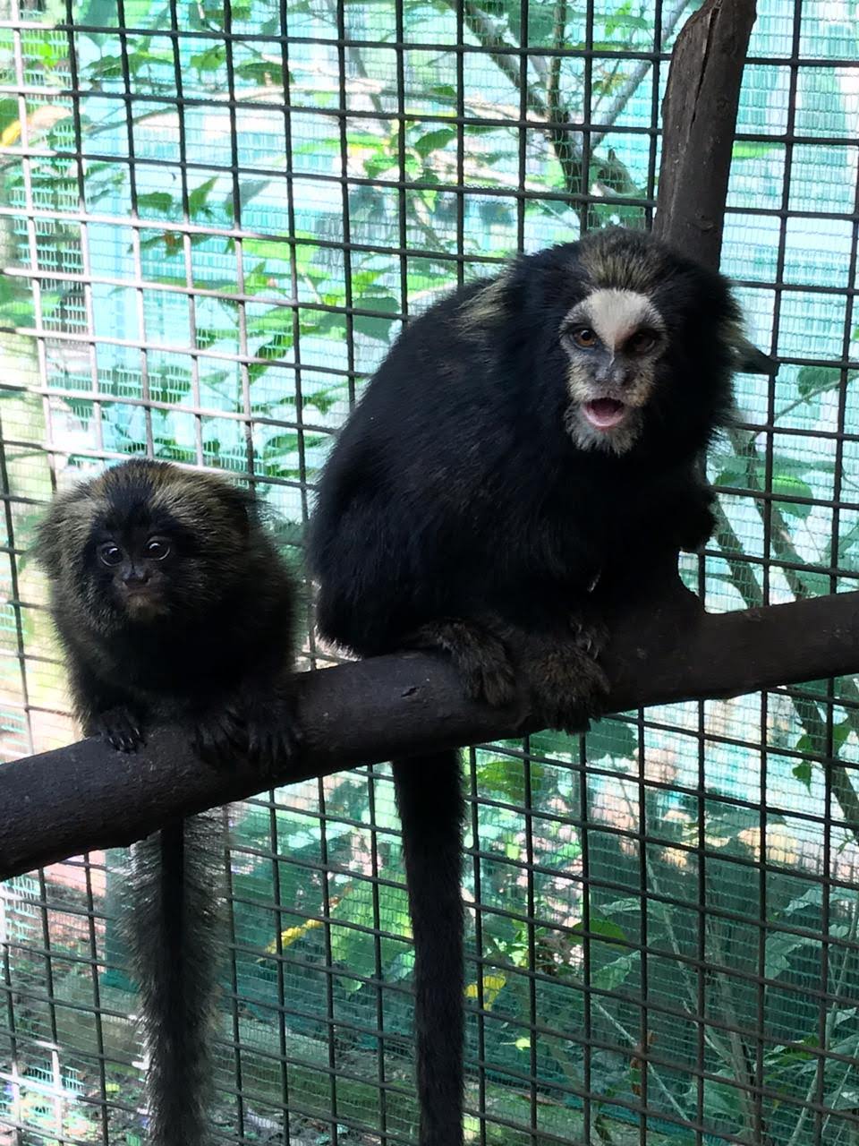 Zoológico Municipal de Guarulhos - ZooChat